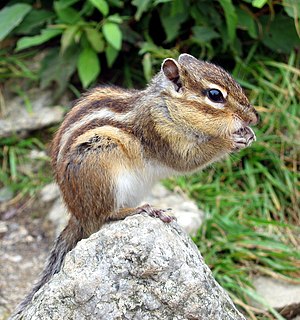 Siberian Chipmunk photographed on the mountain...