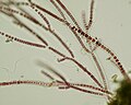 Miniatura para Stylonematophyceae