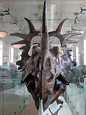 Skeleton of Styracosaurus Styracosaurus albertensis skull 02.jpg