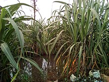 Sugarcane Plantation in Sonde Swamp in Mukono District