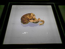 A taungi gyermek koponyája a Maropeng látogatóközpontban.
