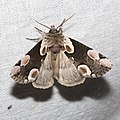 Roseneule (Thyatira batis)