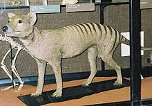 Loup de Tasmanie dans LOUP 220px-Thylacine-tring