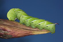 Tobacco hornworm larva, Manduca sexta Tobacco Hornworm 1.jpg