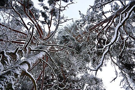 WLE: Snow-covered trees in the Grimsta nature reserve in eastern Sweden.