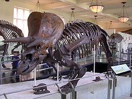 Kostra triceratopse