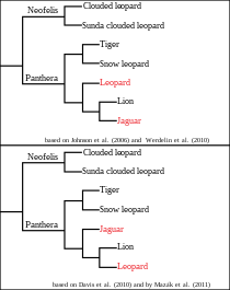Two cladograms proposed for Panthera. The upper cladogram is based on two studies published in 2006 and 2009, the lower one is based on studies published in 2010 and 2011. Two cladograms for Panthera.svg