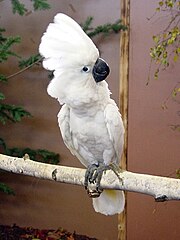 Kakadu biała (Cacatua alba)