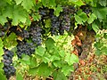 Feira do viño de Chantada, acios de uva mencía