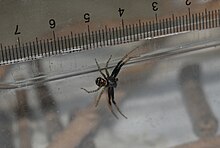 嵯峨花蟹蛛在厘米尺上。