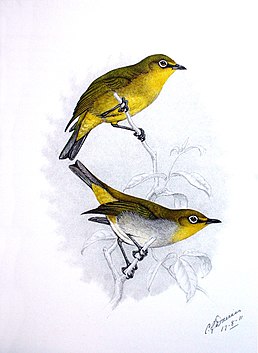 Капські окулярники (підвид Z. v. virens зверху, підвид Z. v. capensis знизу)
