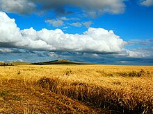 Grain fields near Koksetau Pesnia zhavoronka(3264-2448).jpg