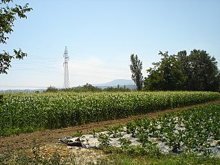 Нива со пченка во Скопско