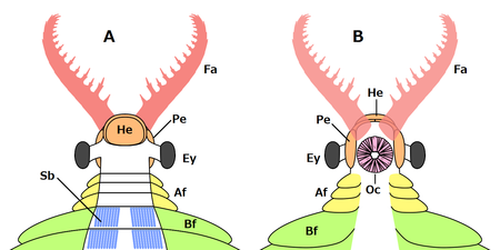 Anomalocaris radiodont (anterior) アノマロカリスのラディオドンタ類（前部）