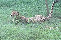 Gepárd (Acinonyx jubatus)