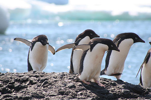 Adelie Penguin2