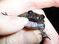 Tusks of a male tusked frog