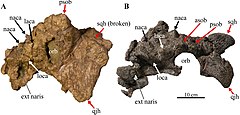 Akainacephalus и nodocephalosaurus skulls.jpg