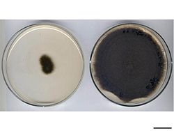 mold colonies