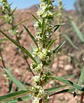 Miniatura para Amaranthus fimbriatus