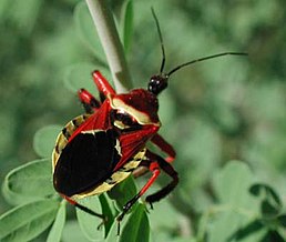 Деякі редувіїди — справжні красені. Клоп Apiomeris spissipes (Say, 1825) (США)