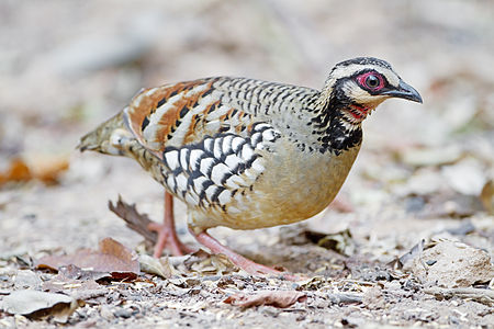 Bar-backed partridge, male, by JJ Harrison