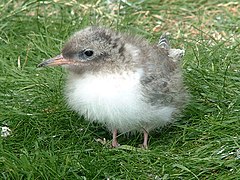 An Arctic tern chick on the Farne Islands, Northumberland, England