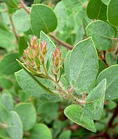 Catalina manzanita, one of the island's endemic plants Arctostaphylos catalinae 2.jpg