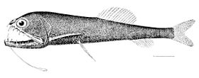 Astronesthes niger