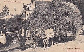 Carte postale en noir et blanc d'un attelage bovin transportant du foin.