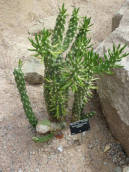 Austrocylindropuntia subulata a Cambridge-i Egyetem botanikus kertjében