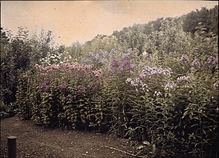 Stilleben, bild av blommor i Haga trädgårdar, Stockholm. Foto:John Jäderström 1908-1915.