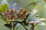Boloria pales (Herdersparel-moervlinder)