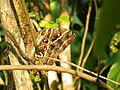 Caligo eurilochus