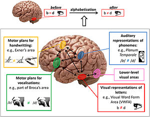 Brain areas involved in literacy acquisition Brain pathways for mirror discrimination learning during literacy acquisition.jpg