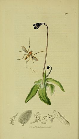 Eurycnemus crassipes