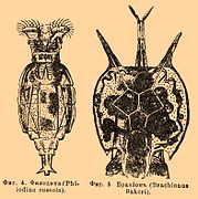 Philodina sp., un Philodinidae