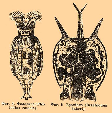 Фиг. 4. Филодина (Philodina roseola). Фиг. 5. Брахион (Brachionus Bakeri).