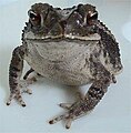 Gulf Coast Toad, Bufo valliceps