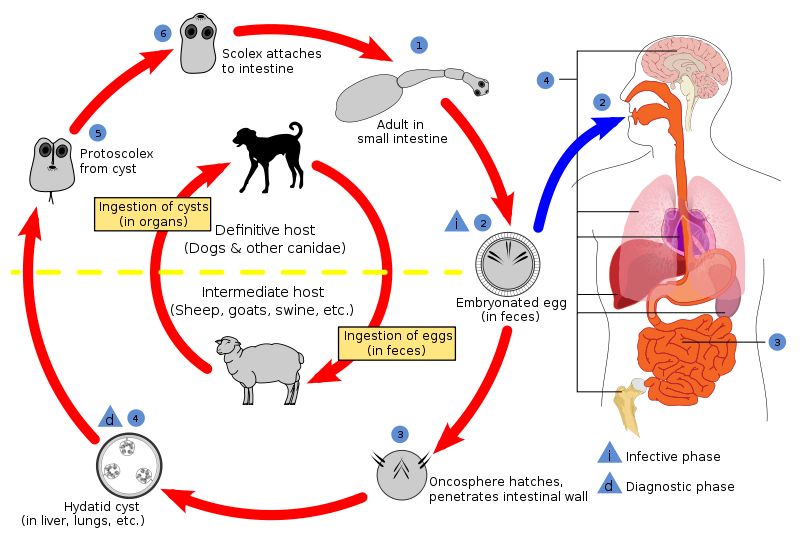 File:CDC Echinococcus Life Cycle.svg