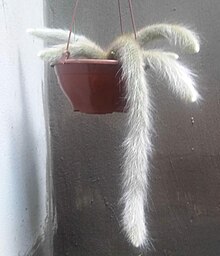 Foto colorida da planta cacto rabo-de-macaco. No centro, um vaso de flor marrom e suspenso. Dentro do vaso temos seis galhos de cacto no formato de um rabo cada galho. Os espinhos do cacto lembram pelos de animais de onde se origina o nome da planta rabo-de-macaco. Em seguida, temos a seguinte frase: Representa a beleza agreste do sertão baiano.