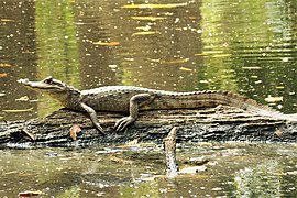 వైట్ కైమాన్ మొసలి Caiman crocodilus