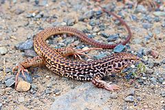 California Whiptail (Aspidoscelis tigris).JPG