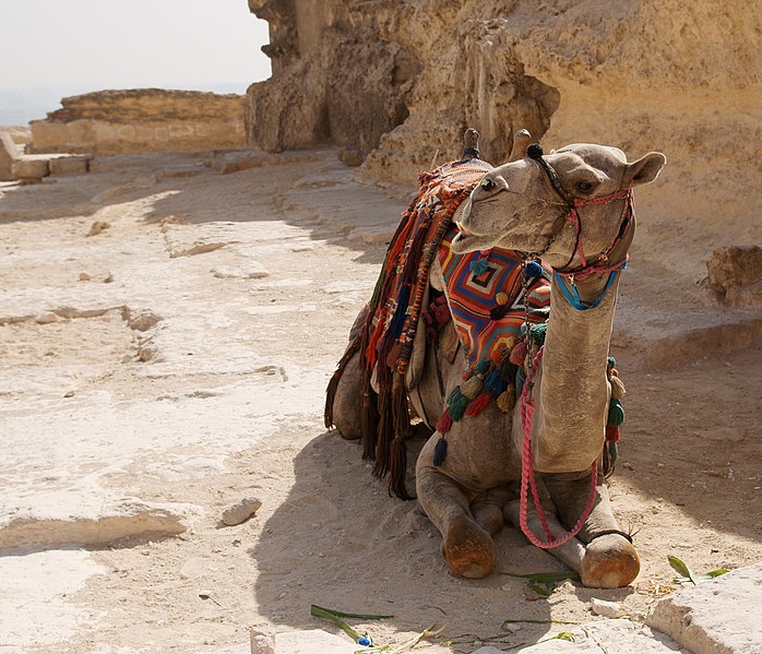 File:Camel in Giza.jpg