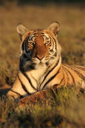 English: Cathay, South China Tigress, in Africa