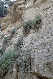 Centaurea akamantis on rocks in Avakas Gorge, Cyprus