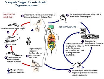 Chagas ciclo de doença