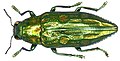 Chrysodema smaragdula, um Buprestidae encontrado em Irian Jaya, Indonésia.