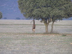 Ciervo en el parque nacional de Cabañeros