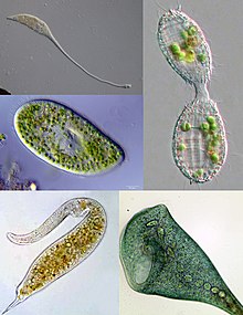 Exemples de ciliato, in senso horlogic ab altosinistre: Lacrymaria, Coleps, Stentor, Dileptus, Paramecium